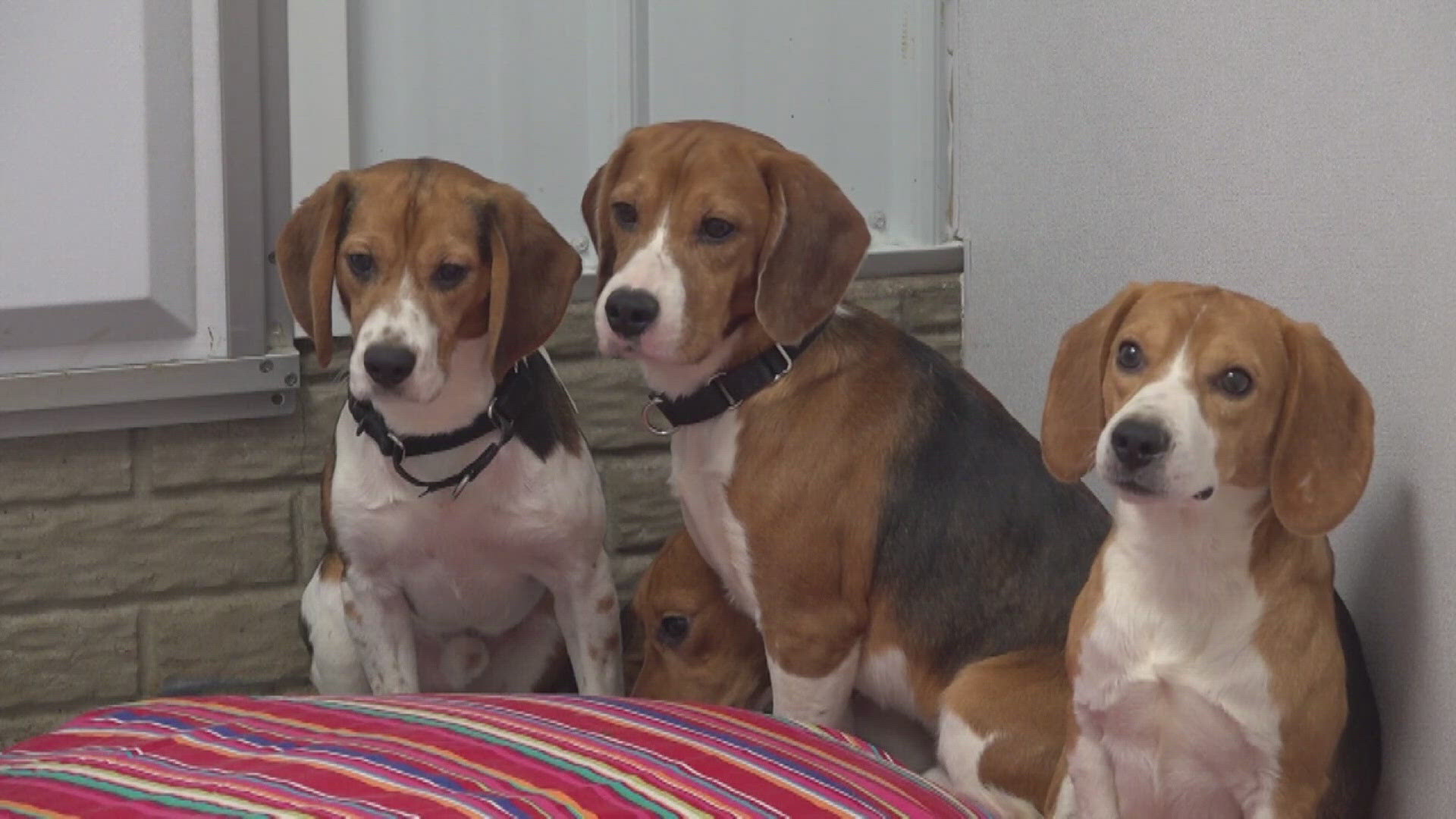 10 beagles from controversial Wisconsin facility recovering in Quad Cities