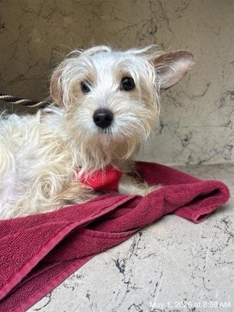 Dog dies after video shows it being thrown, kicked by Florida woman