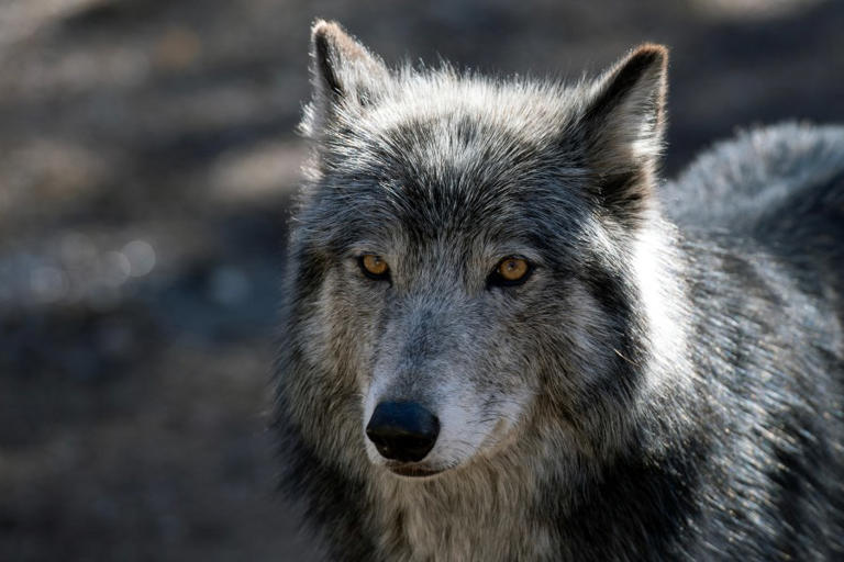 Colorado wolves were in several areas near Denver metro cities this ...