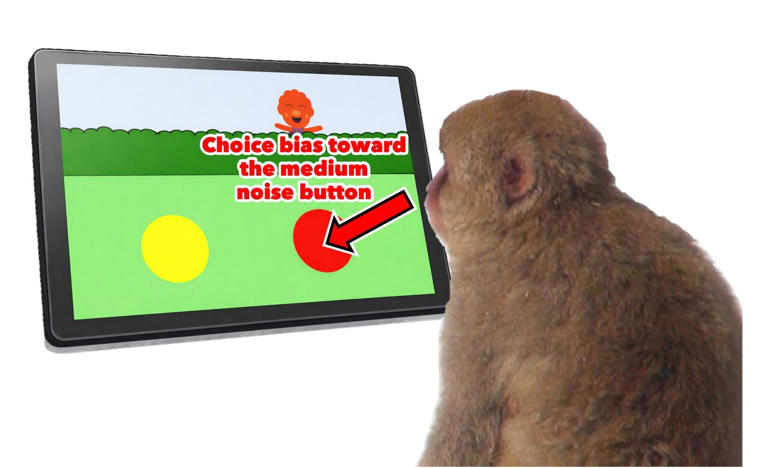 Gaming monkeys' curiosity: Japanese macaques actively explore ...
