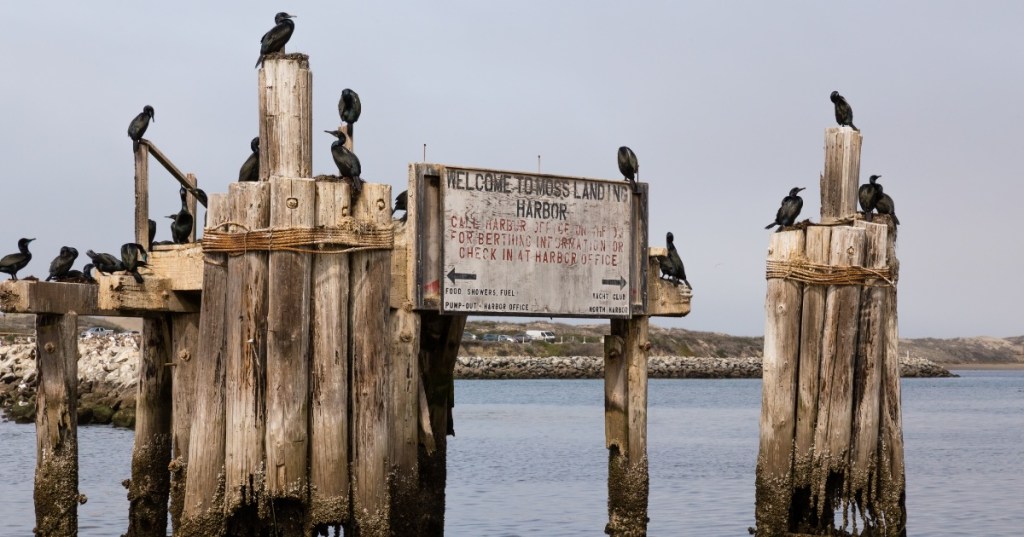 An old, broken down sign reading, 'Welcome to Moss Landing Harbor' with other faded words beneath, sits on what remains of a pier in Moss Landing, California. Birds sit on the top of the wood.
