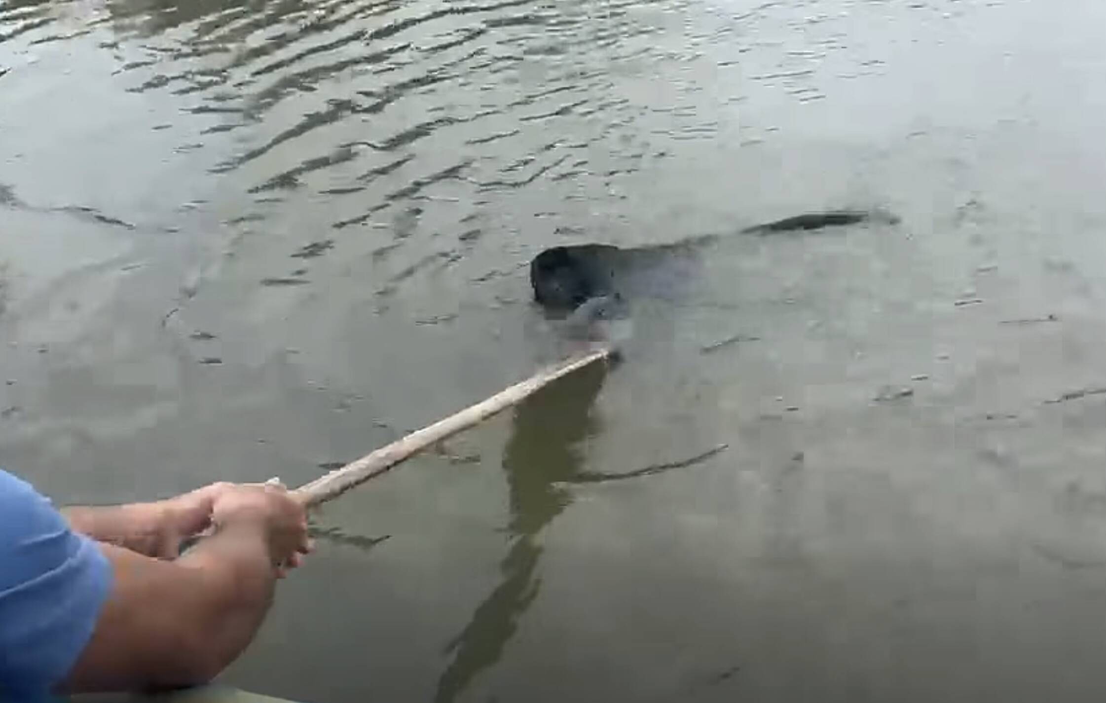 Fisherman Spots Movement In The Water — Then Little Hands Reach Out For Help