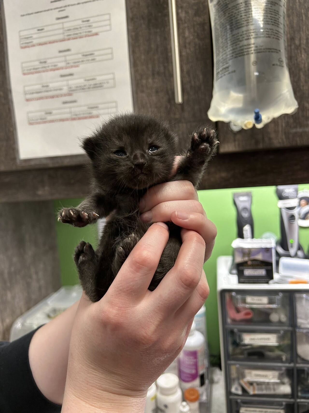 Chatham animal rescue fines person after kittens abandoned in grocery bag