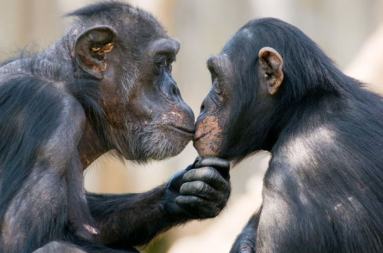 Humans are not the only animals that kiss