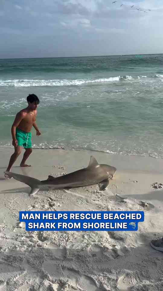 Man helps rescue stranded shark back into the ocean