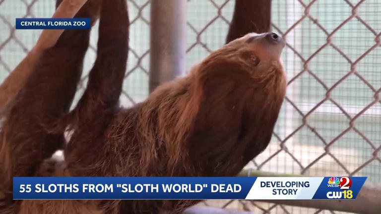 55 sloths died before Sloth World ever opened in Orlando | What ...