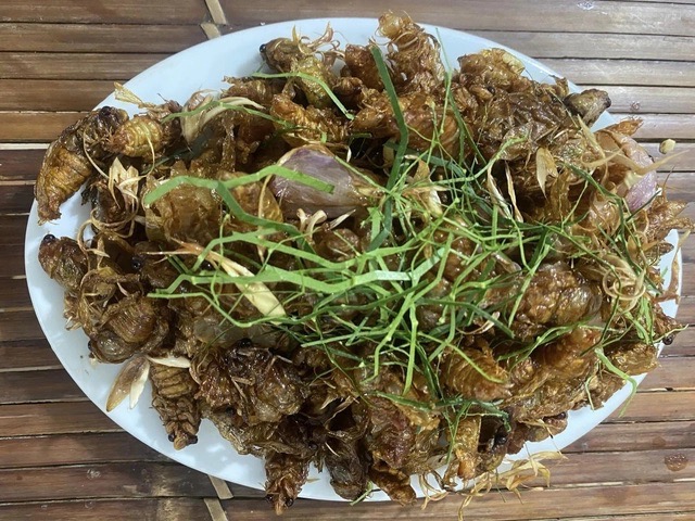 Nhiều người ngộ độc do ăn ve sầu, nấm rừng: Bộ Y tế yêu cầu khẩn trương xác minh, điều tra