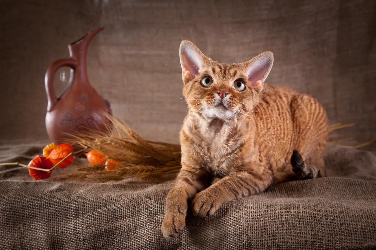 These are the cat breeds that don’t shed — and owners can’t stop raving ...