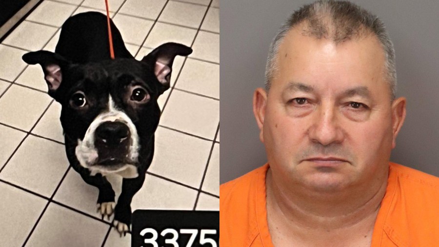 Florida man who decapitated his dog back in jail
