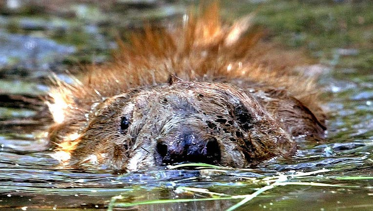 Rabid beaver unleashes chaos on New Jersey family day out