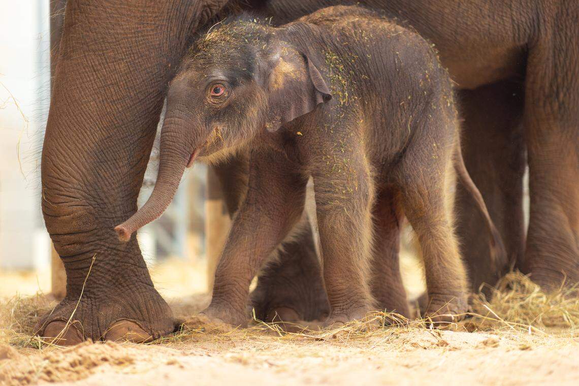 Meet Fort Worth Zoo's new baby elephant with the Texas-sized name