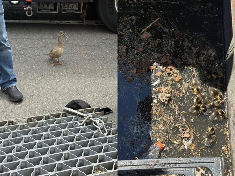 Melville firefighters rescue 10 ducklings trapped in drain