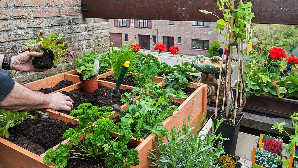 Small space, big harvest with container gardening
