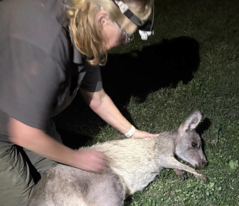 Rescuers find huge animal cowering under heavy grate — waiting for a ...
