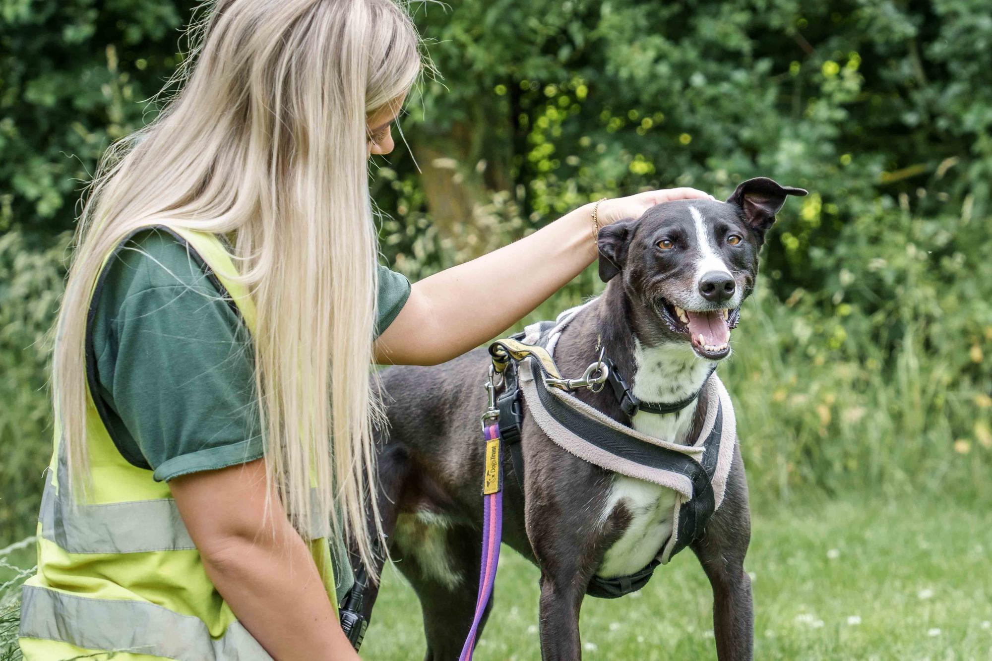 Appeal to find forever home for lurcher after five years at rehoming centre