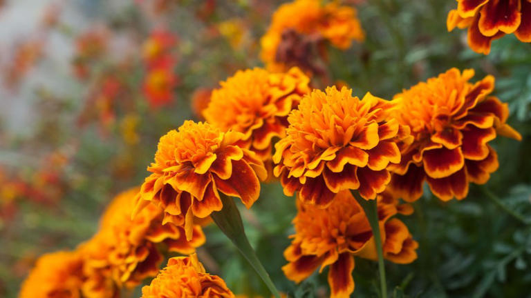 Celebrate National Wildflower Week by visiting the Lowcountry’s ...