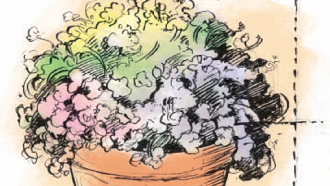 Small space, big harvest with container gardening
