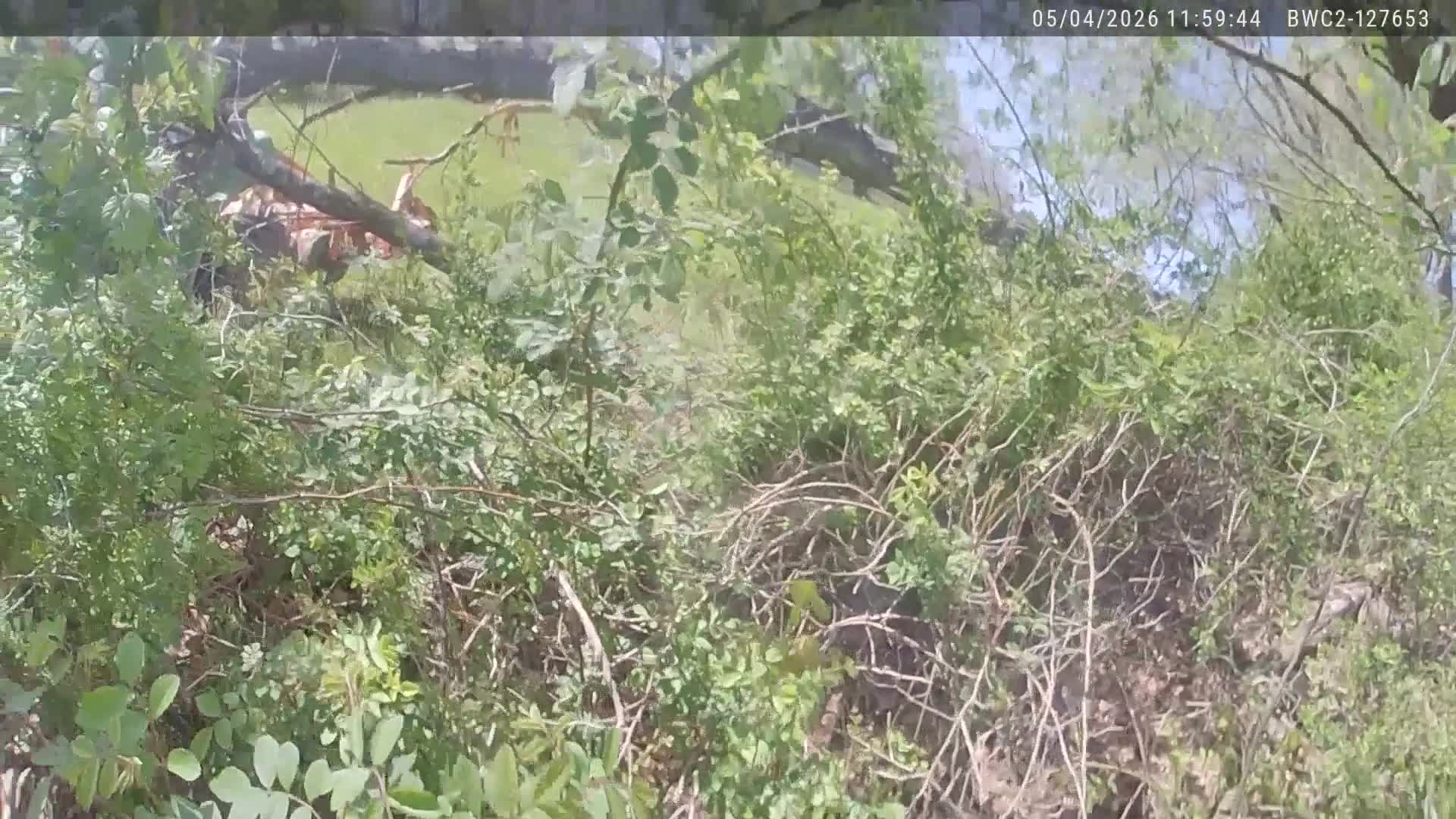 Watch: Emergency crews rescue man trapped under tree
