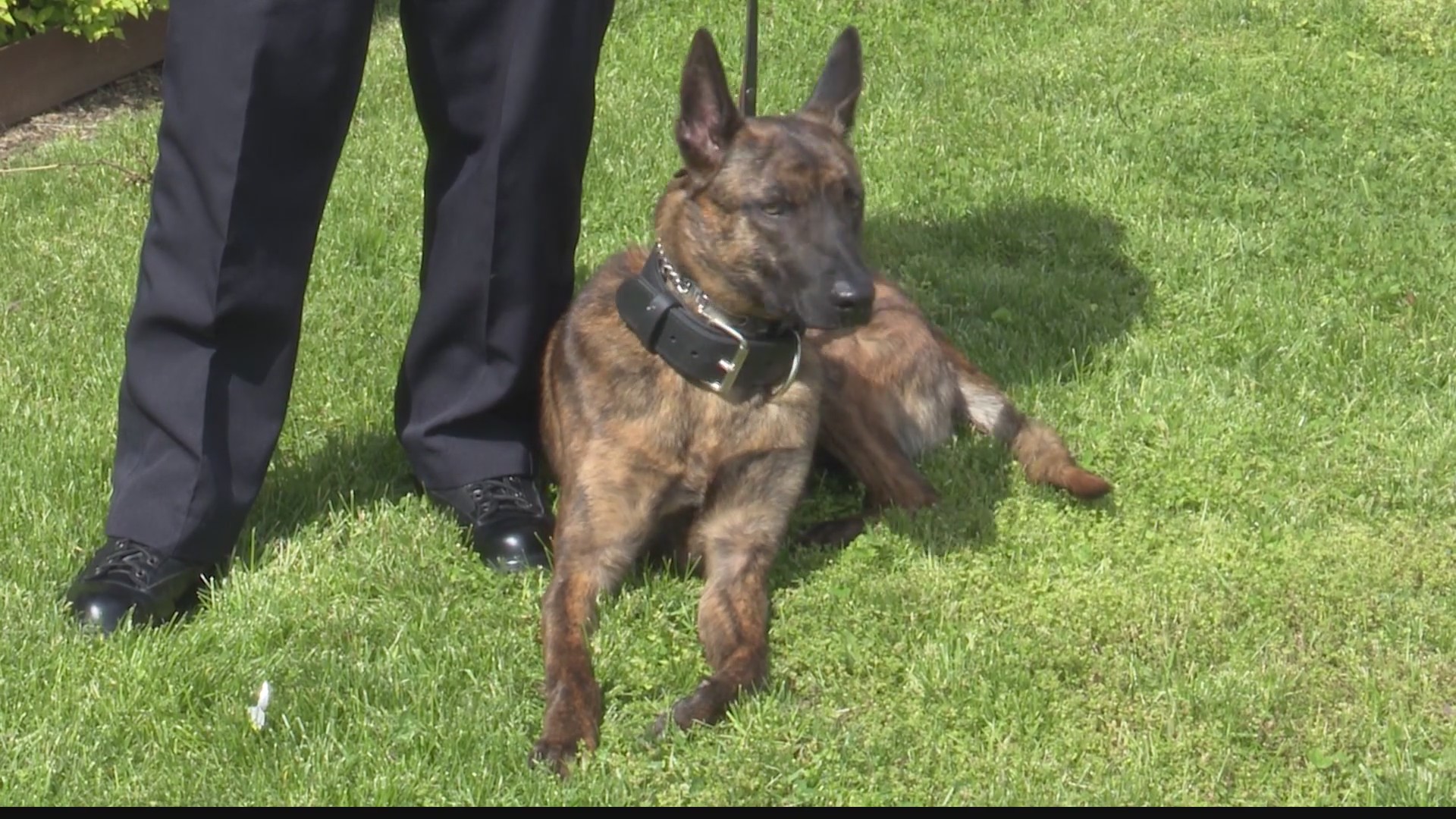 Wheeling police welcome new K-9 officer Geist