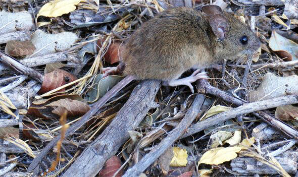Revolting photos of 'rat virus' ground zero emerge amid panic over 6 ...