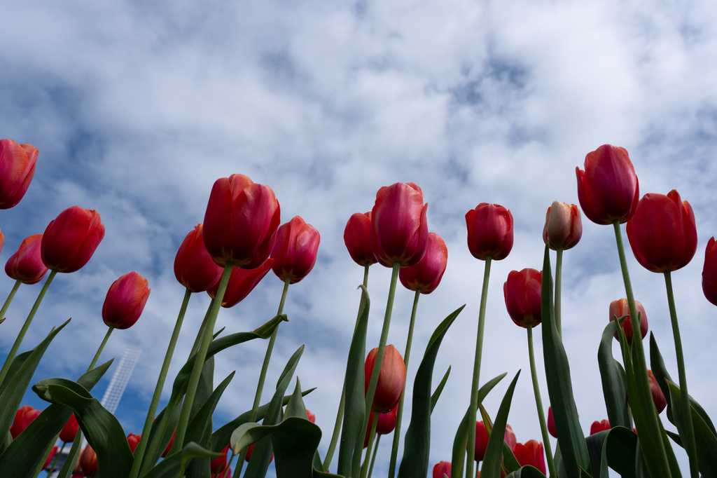 Scientists say don't forget about plants. Climate change is endangering ...