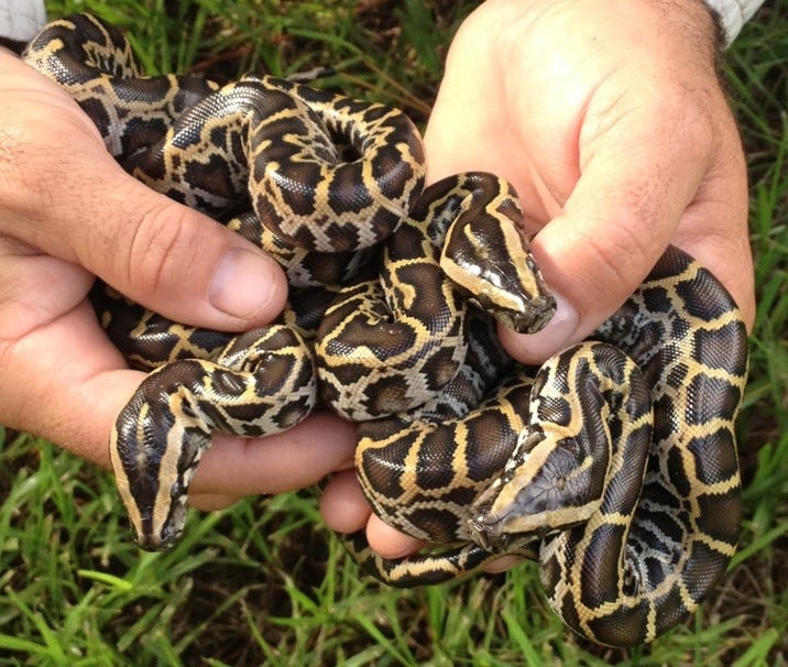 Hunt is over, but how far have Burmese pythons spread in Florida?