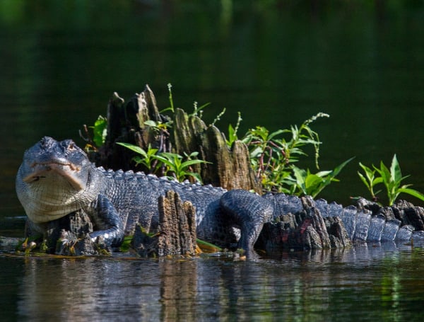 Snap up your chance: Florida’s massive alligator hunt applications open ...