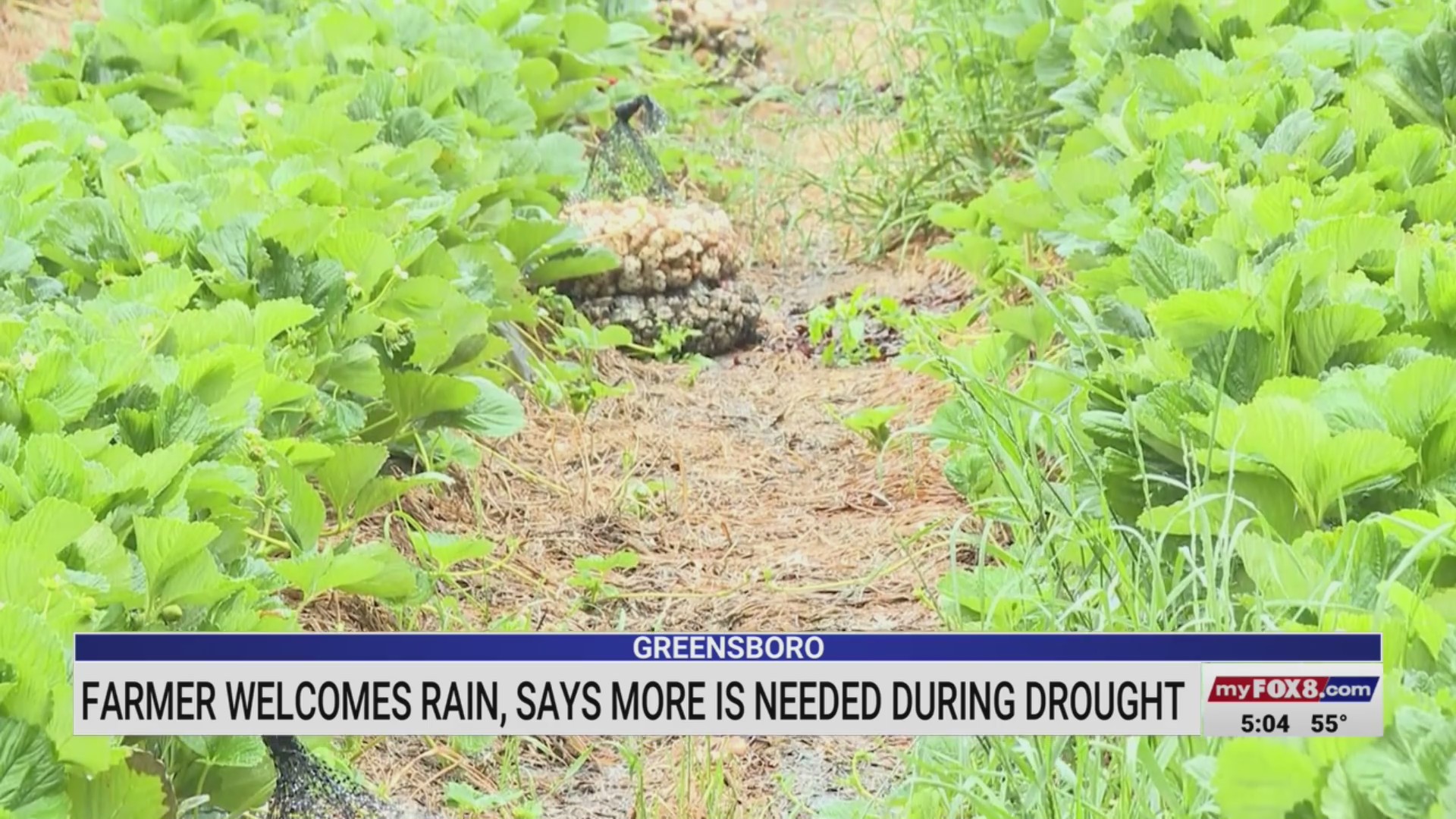 Greensboro farmers welcome rain amid drought