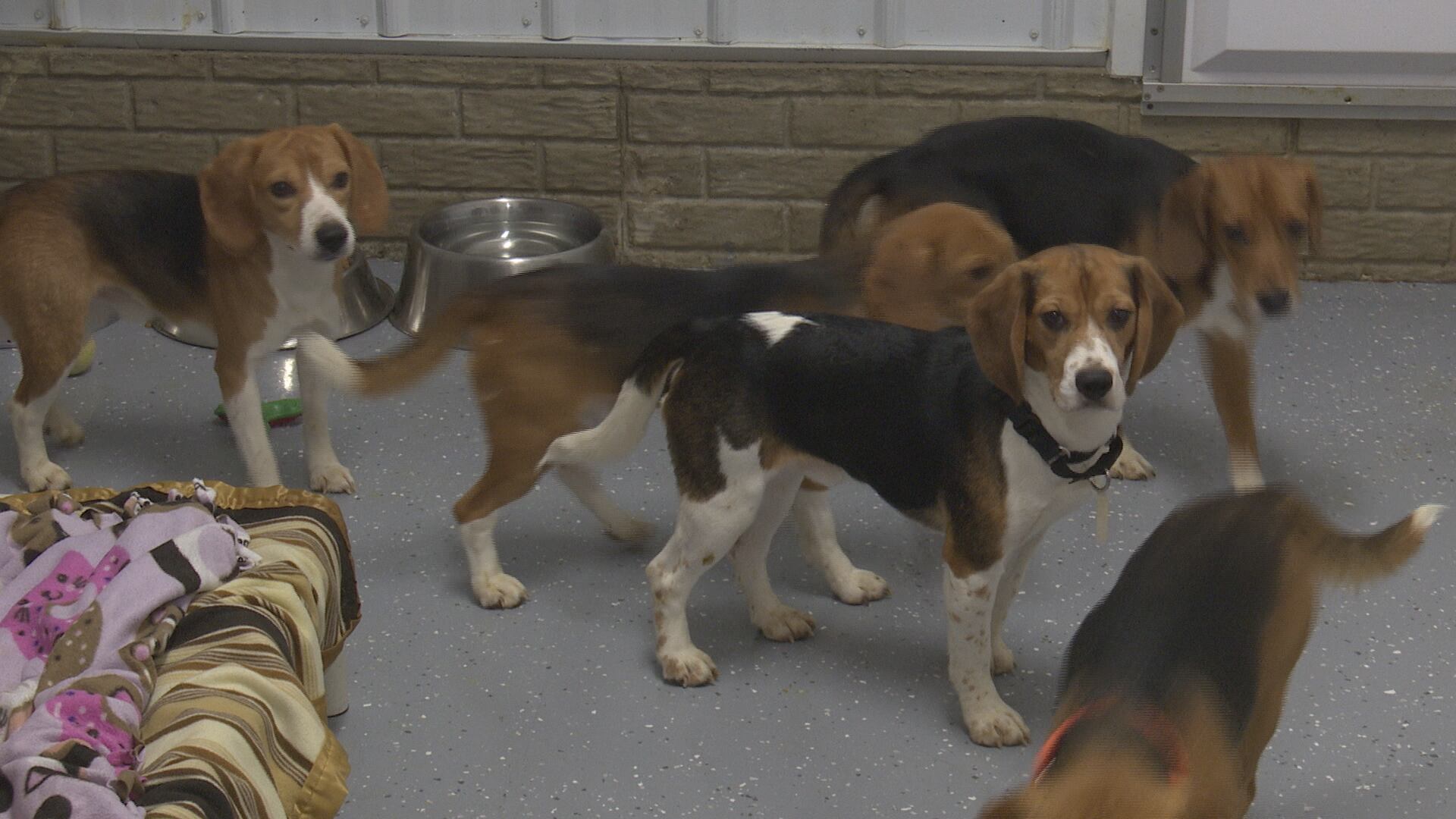 Beagles rescued from Wisconsin research facility arrive at King’s Harvest