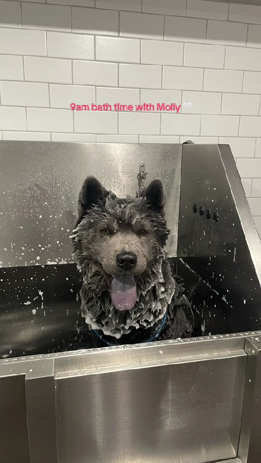 Bath time becomes an adorable adventure for this puppy