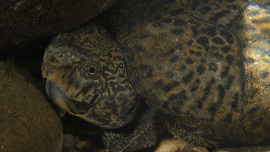 Man faces federal charges for trafficking 1,700+ turtles