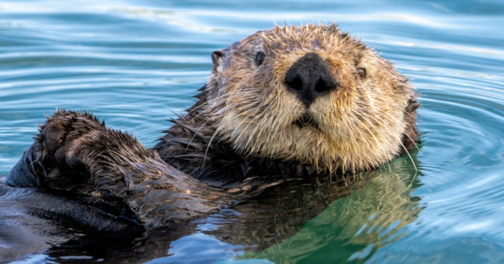 An adult otter floats in the ocean in Moss Landing, California.