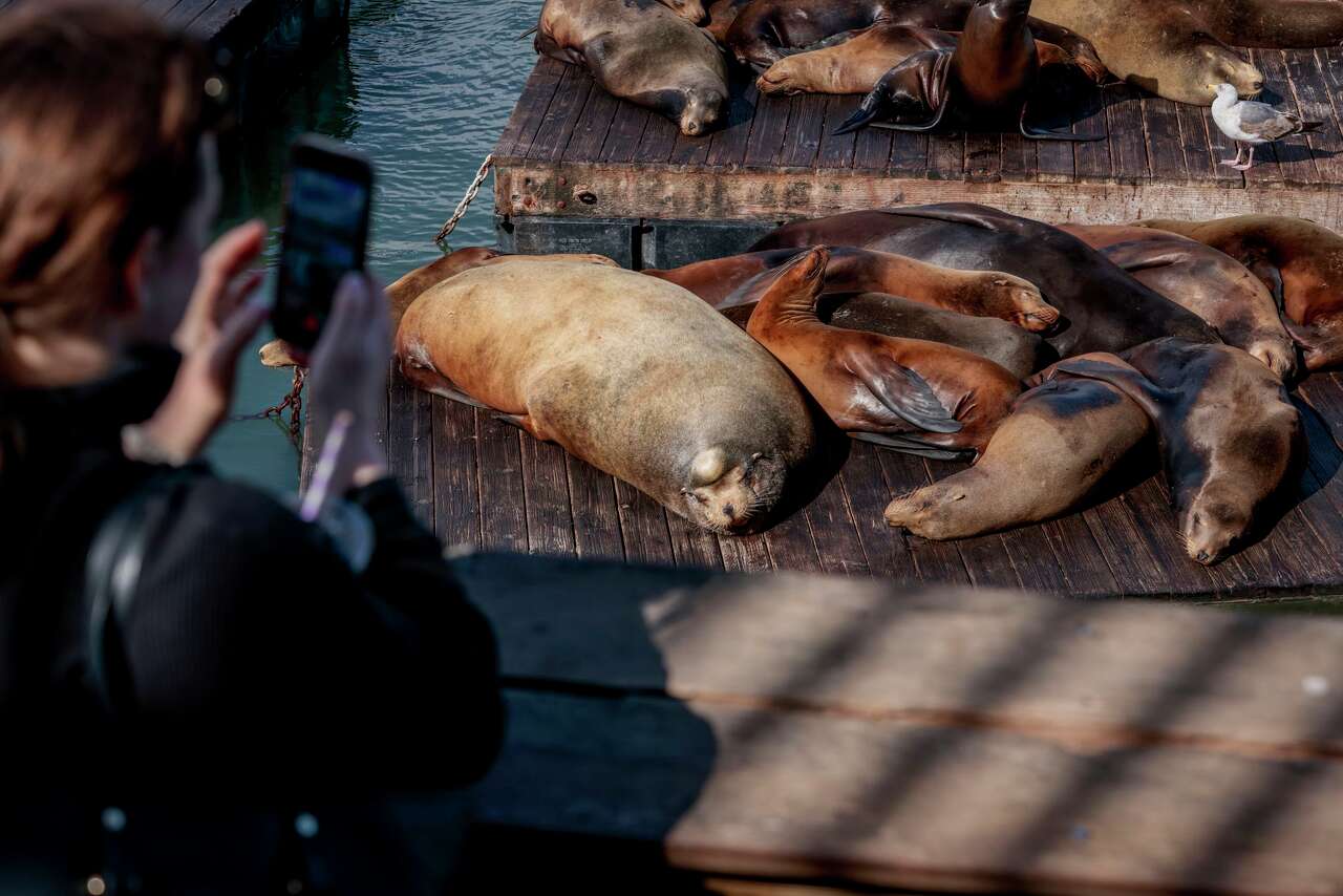 That's not Chonkers: Where did SF.'s viral sea lion go - and who is this imposter?