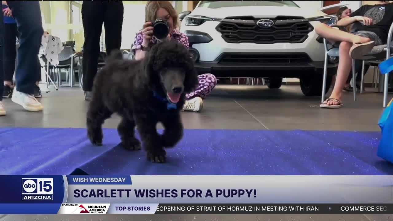 Wish Wednesday: Scarlett wishes for a puppy!