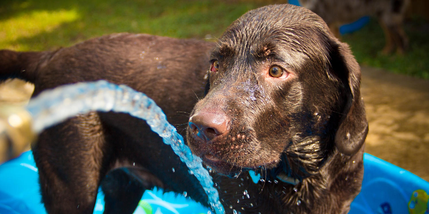 13+ vet-approved ways to keep your dog cool in hot weather
