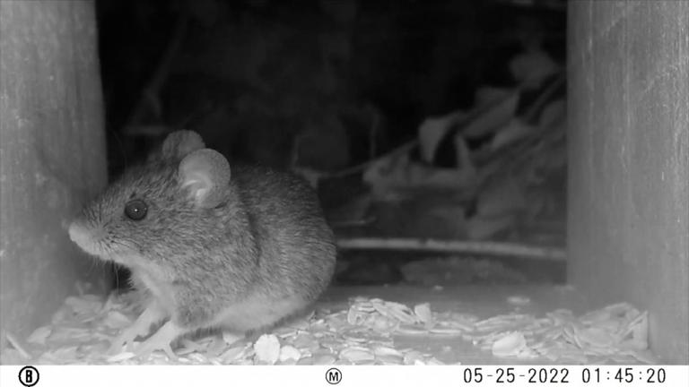 Colilargo, el ratón que transmite la cepa andina del hantavirus