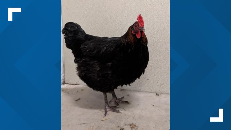 Wayward hen reunited with owner after running afowl of the law in ...