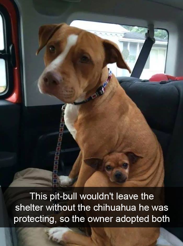 50 hilarious memes that you might want to show your dog