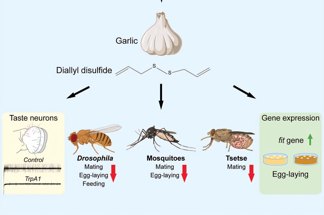 From pantry to pest control: Garlic kills the mood for mosquitoes as well