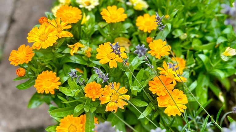 13 best flowers to start planting in pots in May