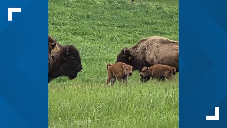 2 baby bison find a home on the Buffalo Bill Cody Homestead