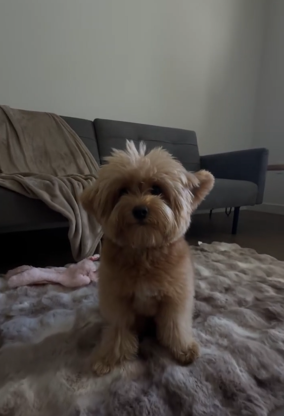 What are you doing cute Pomapoo puppy?
