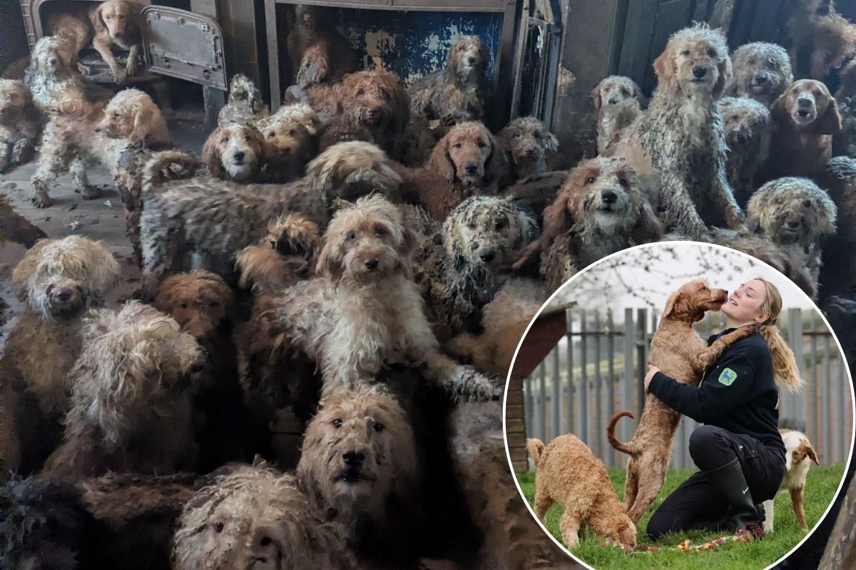 RSPCA rescue dogs: What happened to poodles pictured in conditions so ...