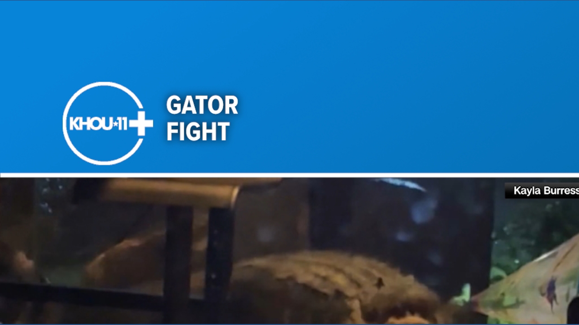 Fighting alligators crash through Florida homeowner’s lanai