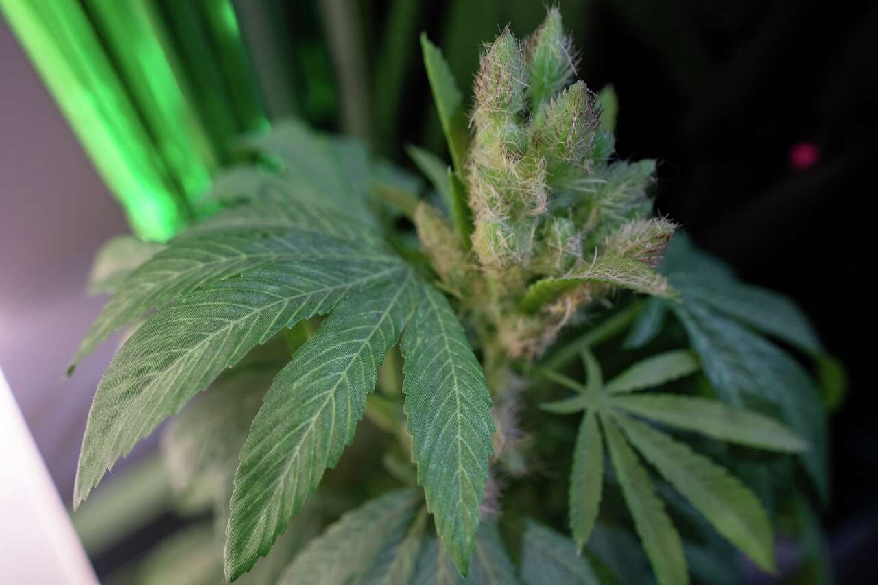 Texas smokable hemp ban returns, pulling THC flower off shelves