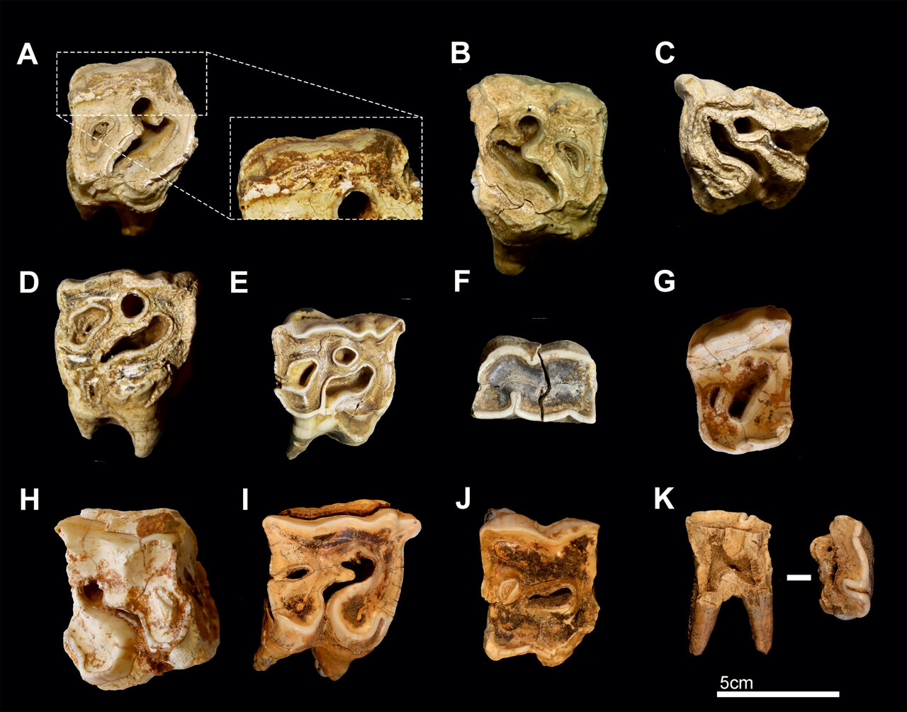 Modern experiments suggest rhino teeth may have been part of ...