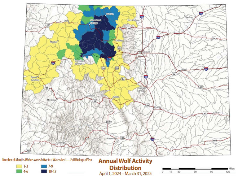 Colorado wolves were in several areas near Denver metro cities this ...