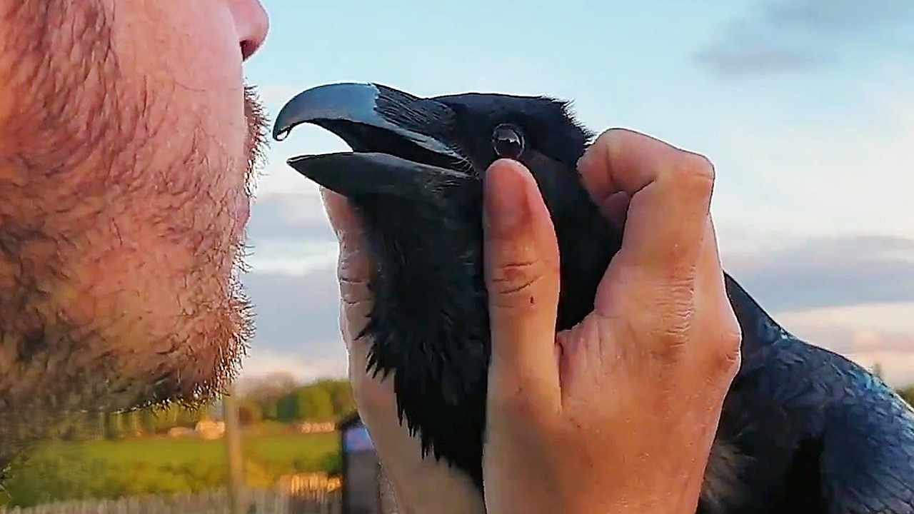 Cheeky raven steals items just to play - until you see how intelligent ...