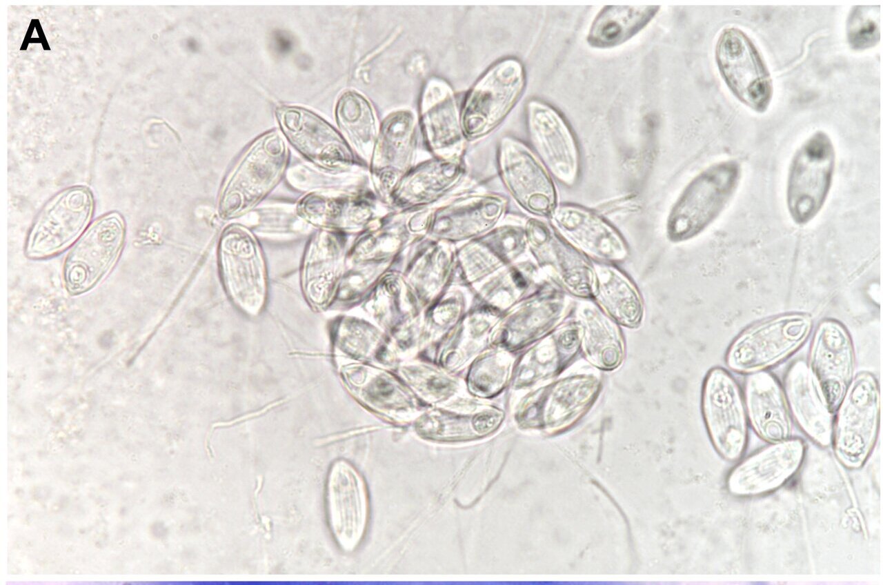 Scientists uncover hidden parasite diversity in barb fish from the Sea of Galilee