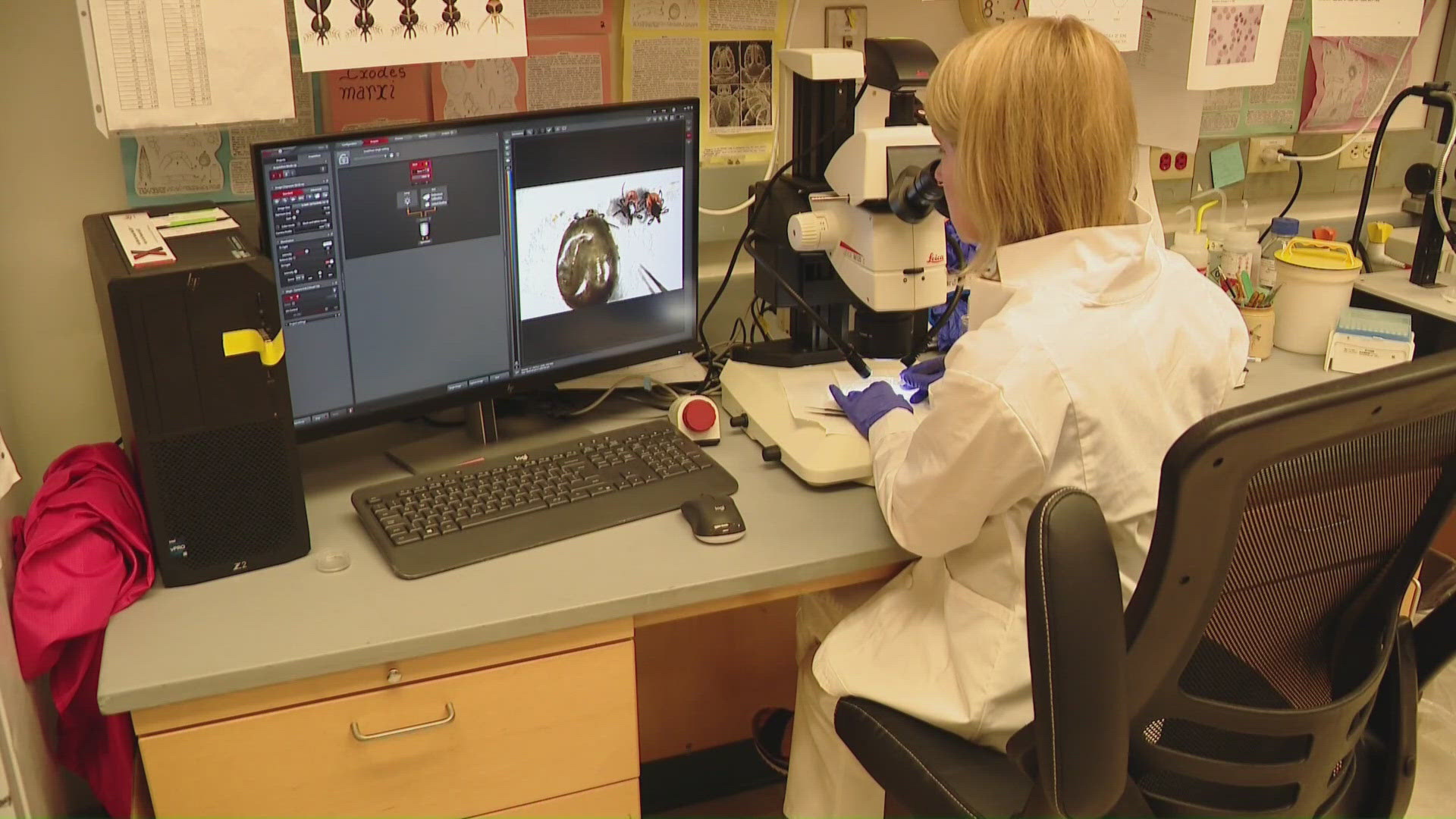 Study underway into chronic Lyme disease